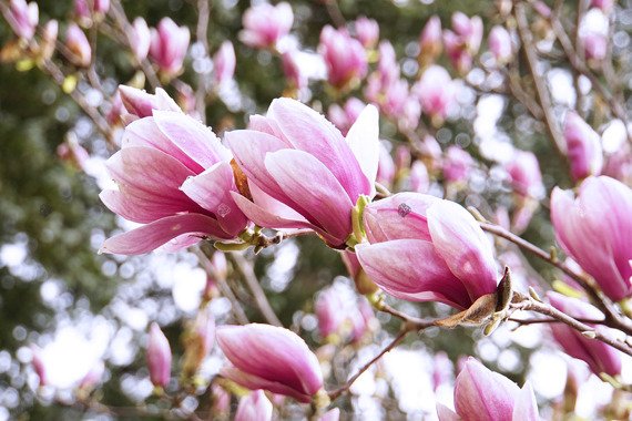 Magnolia Soulange'a  Magnolia soulangeana 