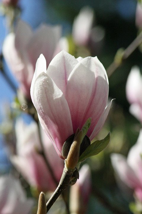 Magnolia Soulange'a  Magnolia soulangeana 