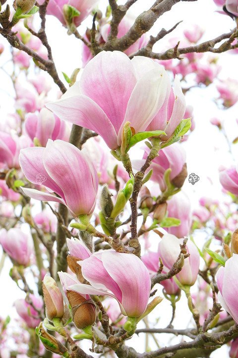 Magnolia Soulange'a  Magnolia soulangeana 