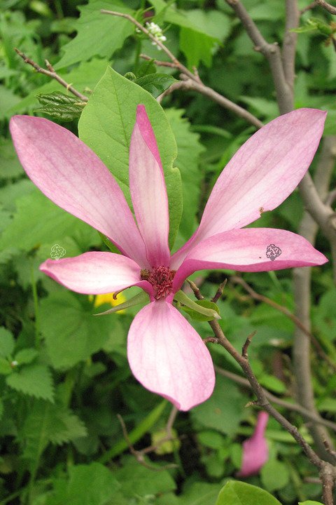 Magnolia Susan