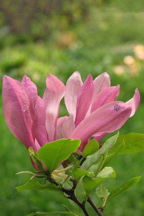 Magnolia Susan