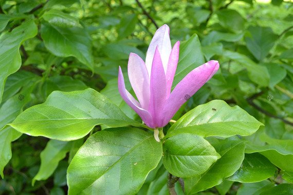 Magnolia Susan