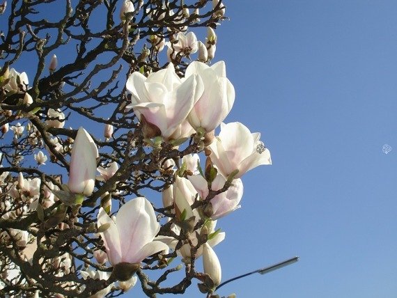 Magnolia pośrednia Alba Superba Magnolia soulangeana