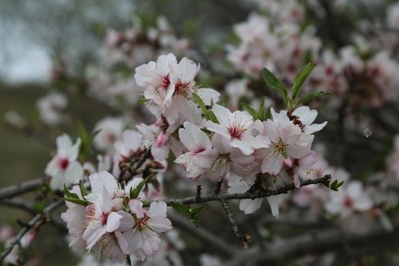 Migdał jadalny Prunus dulcis