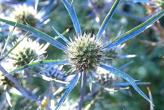 Mikołajek alpejski Eryngium alpinum