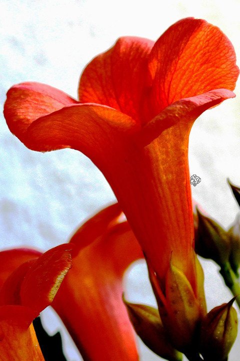 Milin amerykański Flamenco Campsis radicans