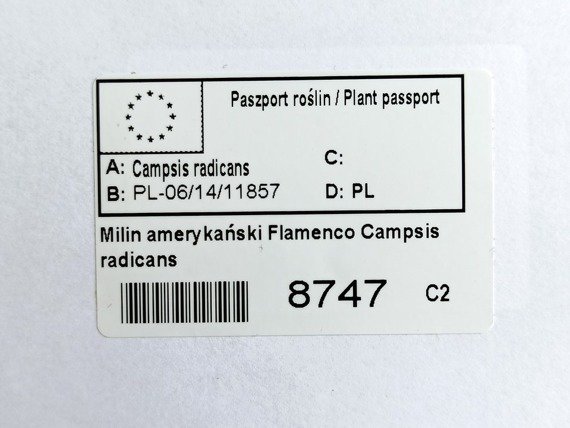 Milin amerykański Flamenco Campsis radicans