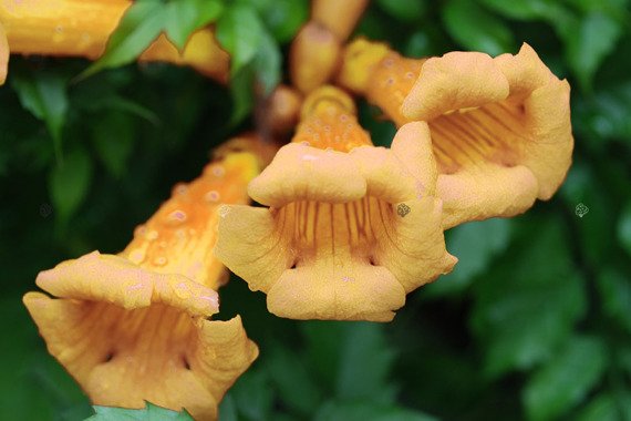 Milin amerykański Flava Campsis radicans