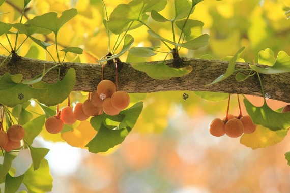 Miłorząb japoński Ginkgo biloba