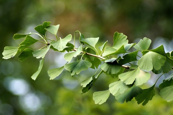 Miłorząb japoński Ginkgo biloba