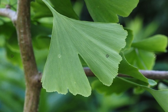 Miłorząb japoński Ginkgo biloba