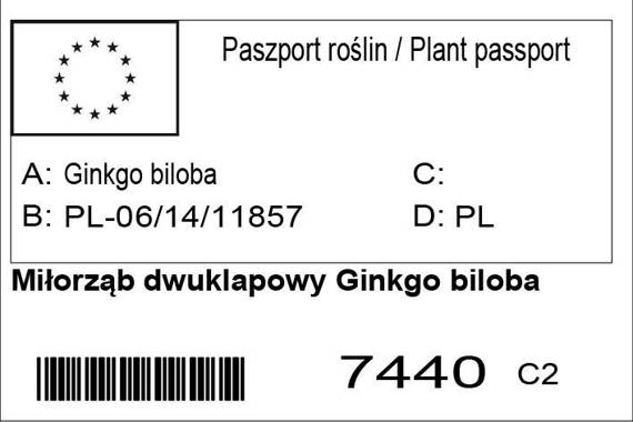 Miłorząb japoński Ginkgo biloba