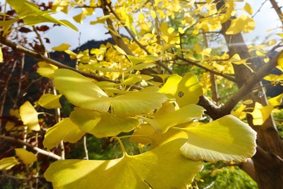 Miłorząb japoński Ginkgo biloba