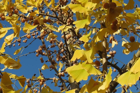 Miłorząb japoński Ginkgo biloba