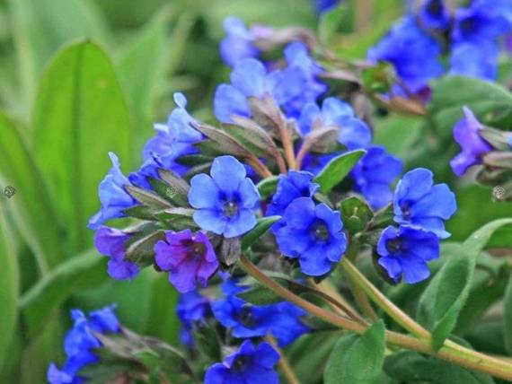 Miodunka wąskolistna Blue Ensign Pulmonaria