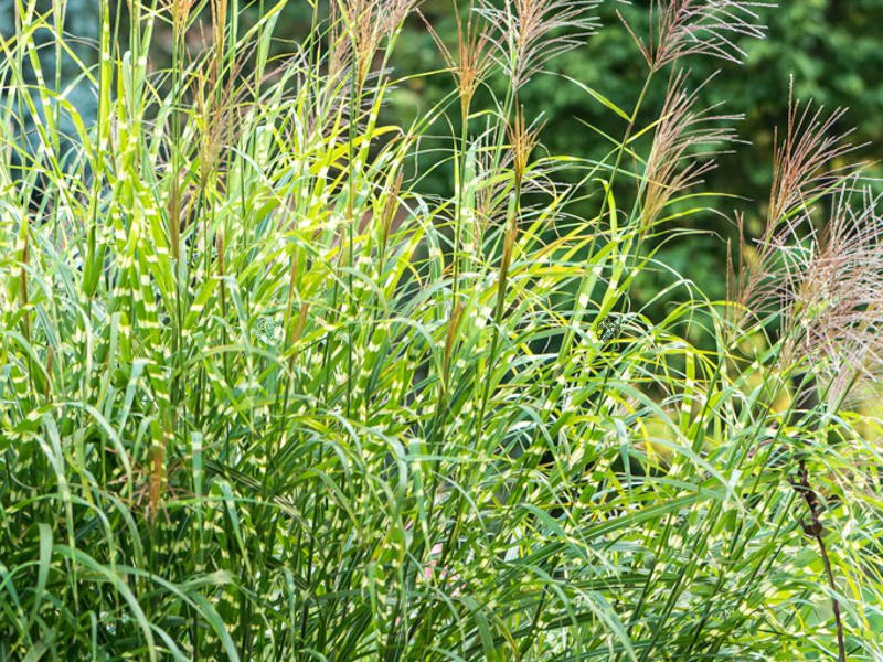 Miskant chiński Giraffe Miscanthus sinensis