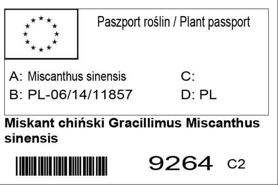 Miskant chiński Gracillimus Miscanthus sinensis