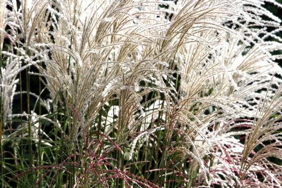 Miskant chiński Graziella Miscanthus sinensis