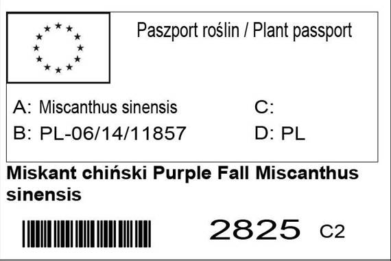 Miskant chiński Purple Fall Miscanthus sinensis