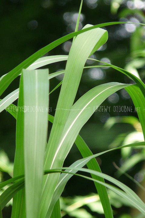 Miskant olbrzymi Miscanthus giganteus