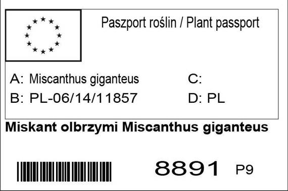 Miskant olbrzymi Miscanthus giganteus