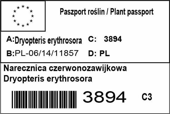 Narecznica czerwonozawijkowa Dryopteris erythrosora