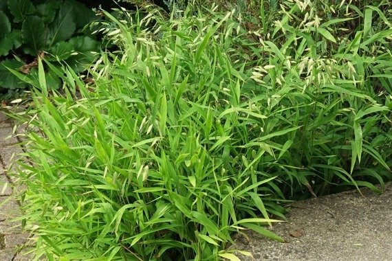 Obiedka szerokolistna Chasmanthium latifolium