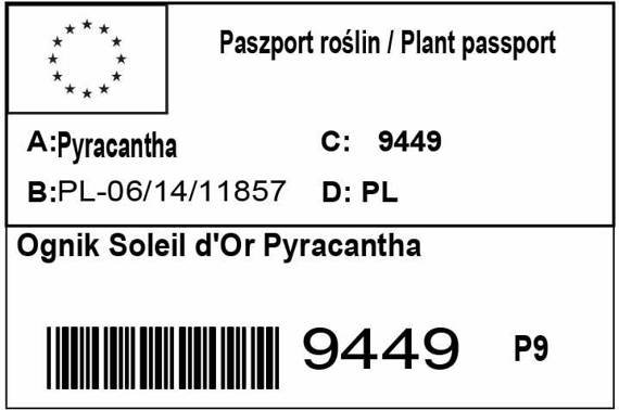 Ognik Soleil d'Or Pyracantha