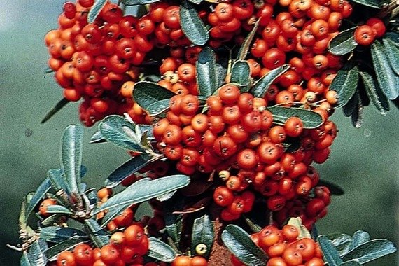 Ognik szkarłatny Mohave Silver Pyracantha coccinea