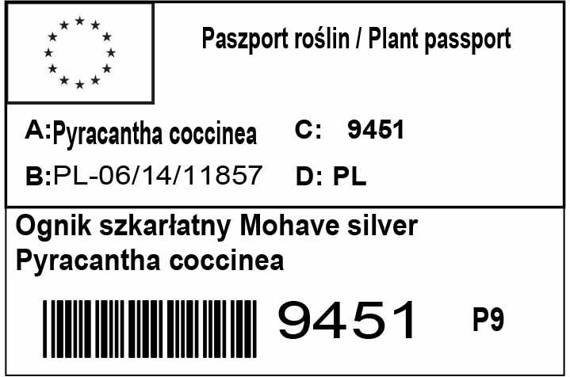 Ognik szkarłatny Mohave Silver Pyracantha coccinea