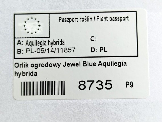 Orlik ogrodowy Jewel Blue Aquilegia hybrida