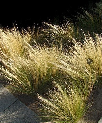 Ostnica cieniutka Ponytails Stipa tenuissima