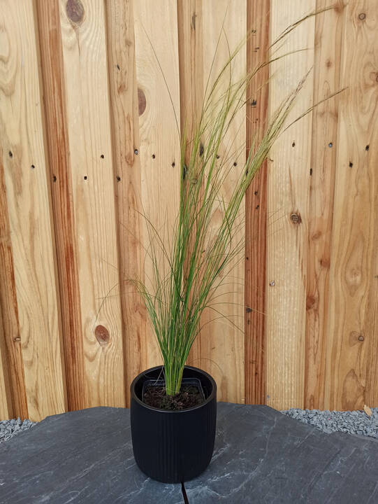 Ostnica cieniutka Ponytails Stipa tenuissima