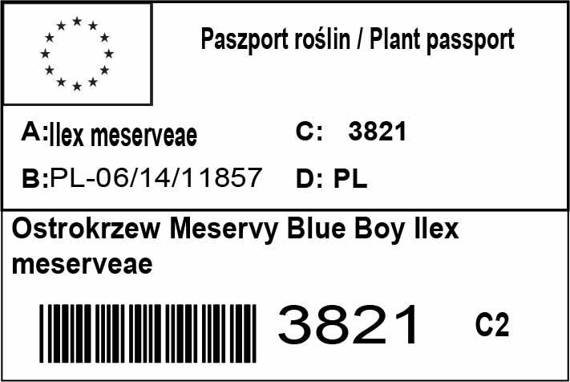 Ostrokrzew Meservy Blue Boy Ilex meserveae