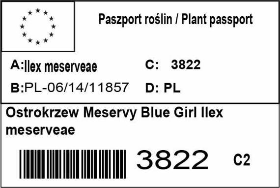 Ostrokrzew Meservy Blue Girl Ilex meserveae