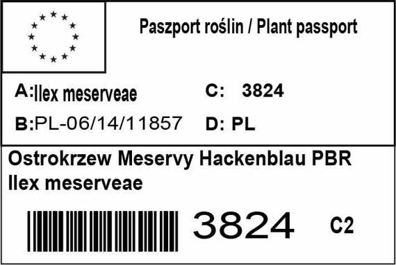 Ostrokrzew Meservy Heckenblau PBR Ilex meserveae