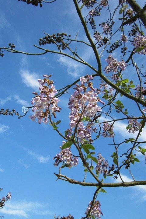 Paulownia cesarska Paulownia tomentosa