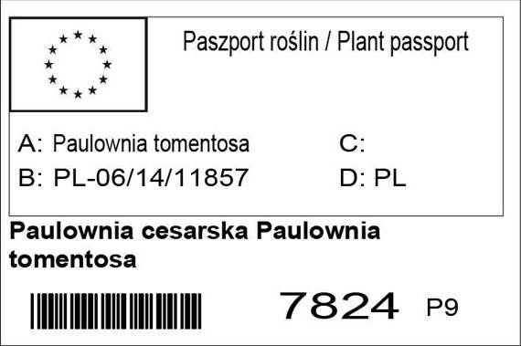 Paulownia cesarska Paulownia tomentosa