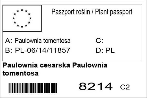 Paulownia cesarska Paulownia tomentosa