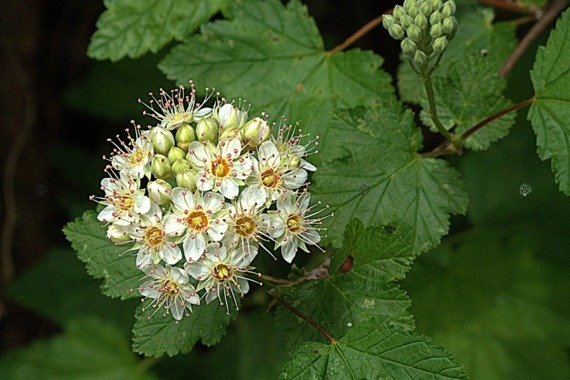 Pęcherznica główkowa Tilden Park Physocarpus capitatus