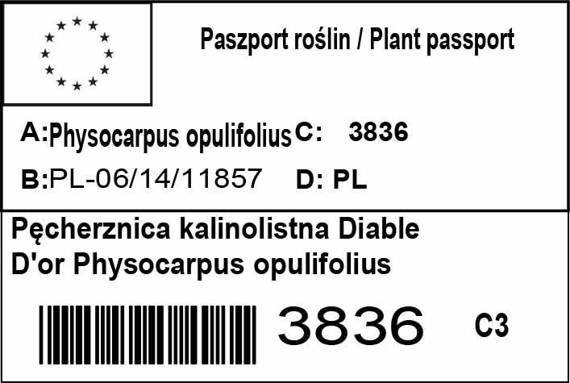 Pęcherznica kalinolistna Diable D'or Physocarpus opulifolius