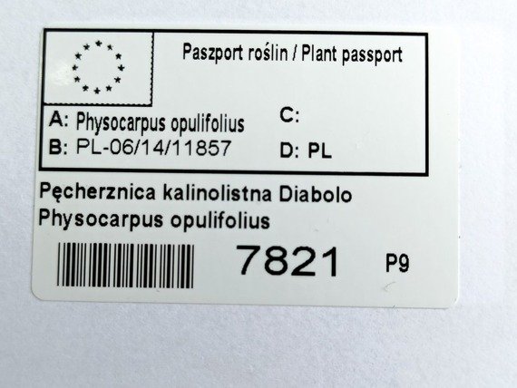 Pęcherznica kalinolistna Diabolo Physocarpus opulifolius