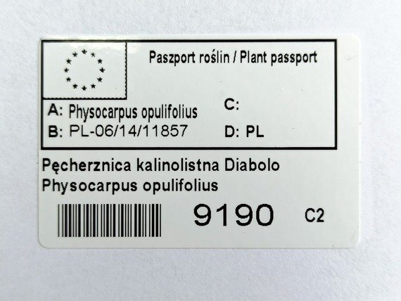 Pęcherznica kalinolistna Diabolo Physocarpus opulifolius