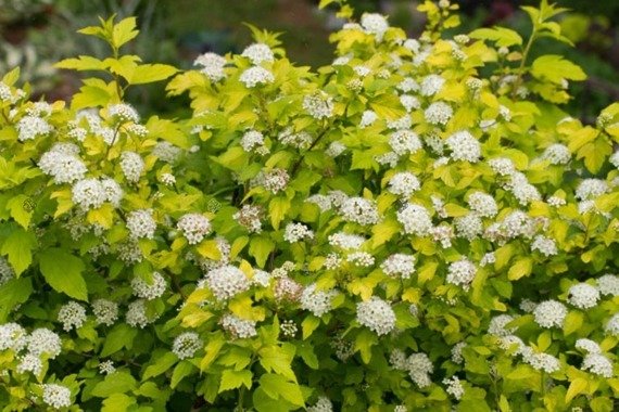 Pęcherznica kalinolistna Nugget Physocarpus opulifolius