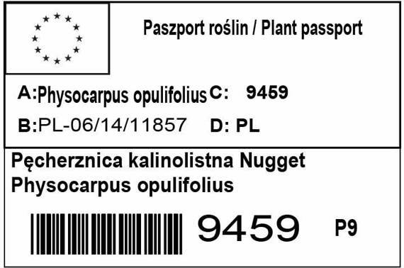 Pęcherznica kalinolistna Nugget Physocarpus opulifolius