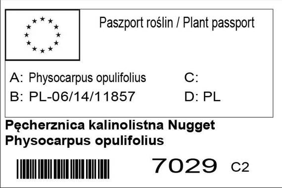 Pęcherznica kalinolistna Nugget Physocarpus opulifolius