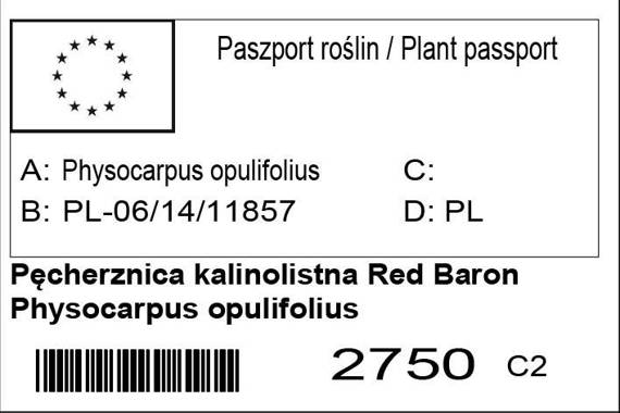 Pęcherznica kalinolistna Red Baron Physocarpus opulifolius