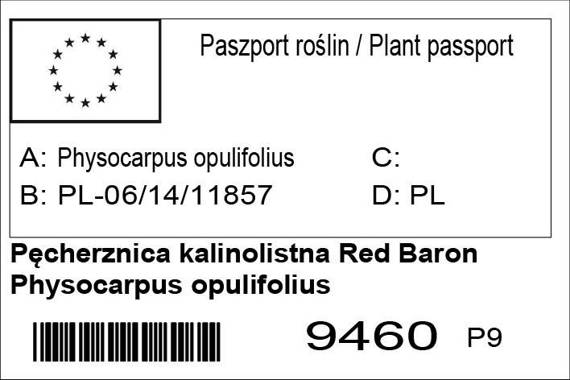 Pęcherznica kalinolistna Red Baron Physocarpus opulifolius