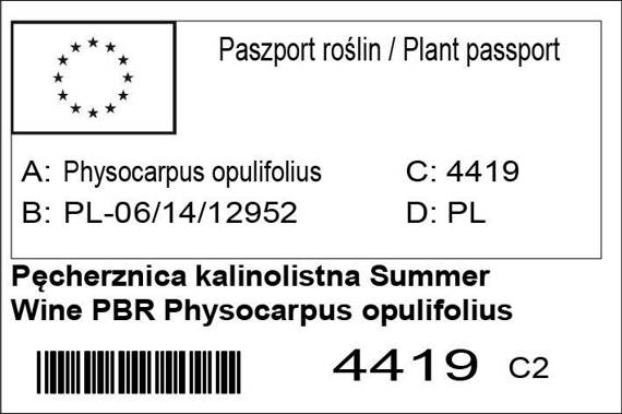 Pęcherznica kalinolistna Summer Wine PBR Physocarpus opulifolius