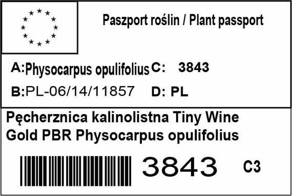 Pęcherznica kalinolistna Tiny Wine Gold PBR Physocarpus opulifolius